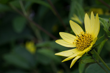 Einladende Knollensonnenblume (Topinambur, Helianthus tuberosus)