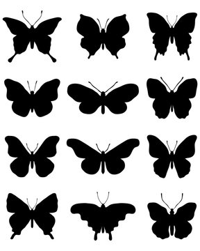 Black  silhouettes of butterflies on a white background, vector