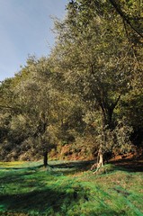 Teano (CE), Monte Lucno