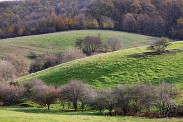 Fototapeta na wymiar Autumn pasture and forests:Colorful foliage on the mountain
