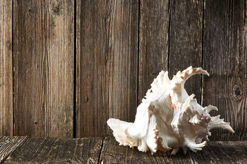 Seashell on old wooden table