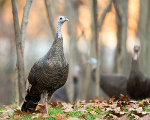 Wild Turkey Walking into Foreground - 95743064
