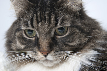 Portrait of a beautiful fluffy cat on a light background..