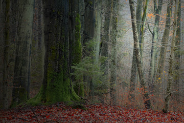 Bajkowy Jesienny Las © Wojciech Lisiński