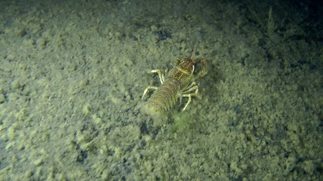 European crayfish crawling on the muddy bottom, and then begins to dig itself into the ground, medium shot.


