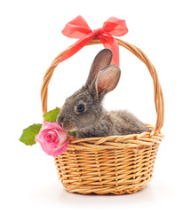 Little bunny in a basket with a rose.