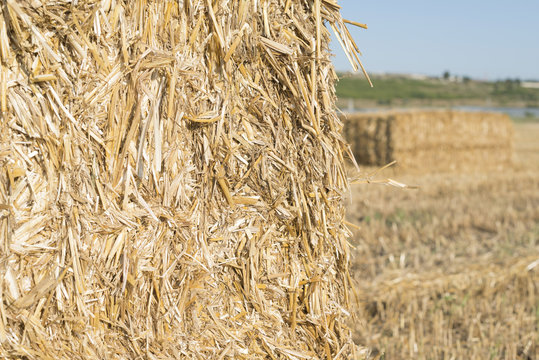 hay bale in agriculture field
