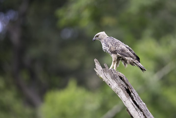 Changeable Hawk Eagle stand on stump in forest