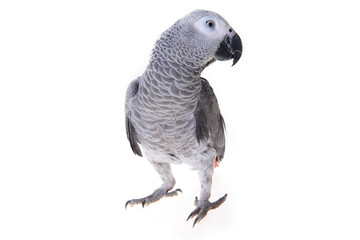 Fototapeta premium african gray parrot