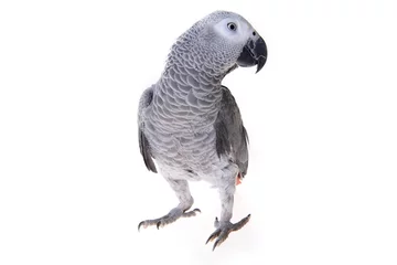Gordijnen Afrikaanse grijze papegaai © Denis Tabler