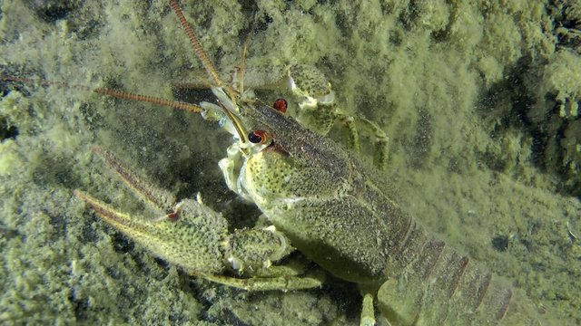 European crayfish sits on the bottom, then slowly turned around in the frame, close-up.

