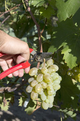 fermer grape gathering
