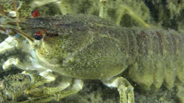 European crayfish sits on the bottom, then leaves the frame, close-up.

