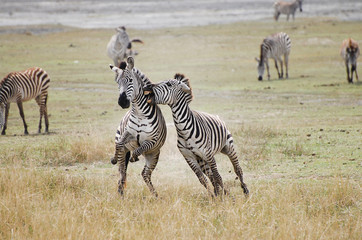 Naklejka premium Zebras Fighting - Ngorongoro Crater - Tanzania