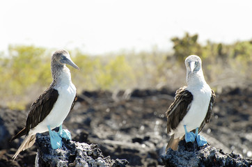 Blue Footed Boobies - Galapagos - Ecuador