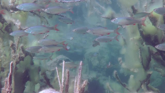 Rudd (Scardinius erythrophthalmus): a large number of fish.
