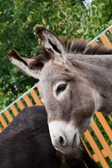 Donkey closeup portrait 