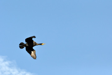 Kormoran im Flug