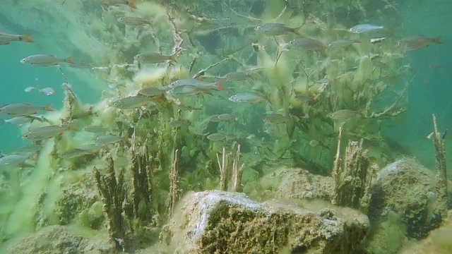 Rudd (Scardinius erythrophthalmus): school of fish on the background of flooded trees.

