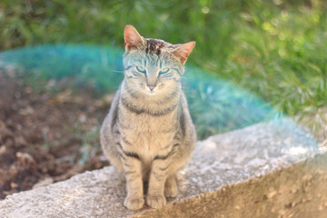 Tabby cat sitting in the garden, with interesting blue lens flare. Selective focus. 