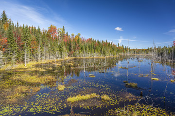 Beaver Pond in Autumn - Ontario, Canada