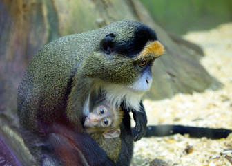 Мартышка Бразза с детёнышем