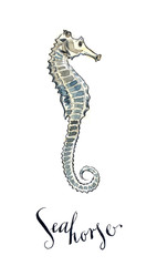  Sea horse