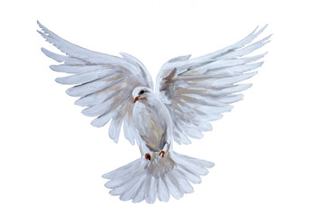 A free flying white dove - 95749468