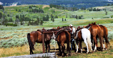 A group of saddled horses await tourists for a trail ride through Yellowstone National Park.