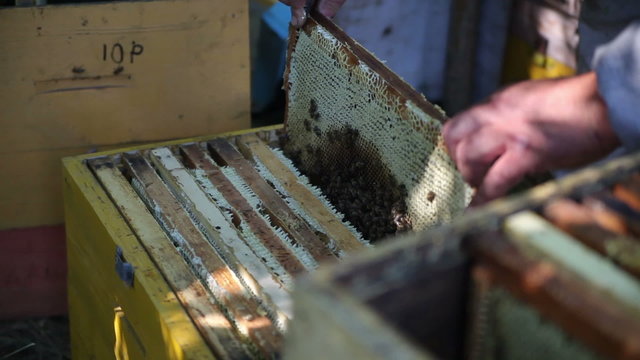 Workers Collect Frames the Apiary Honey