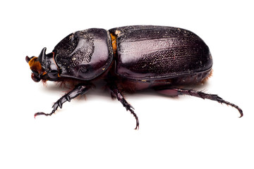 Horn beetle (Dynastinae) on white background.