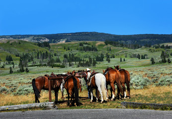Fototapeta na wymiar Horses are saddled and ready for a tour of Yellowstone National Park.