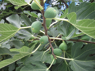 natural fig plants