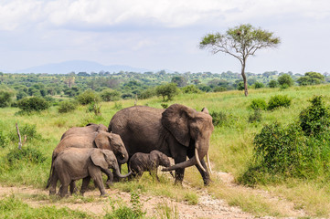 Obraz premium Elephant family in Tarangire Park, Tanzania