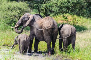 Naklejka na ściany i meble Elephants getting refreshed in Tarangire Park, Tanzania