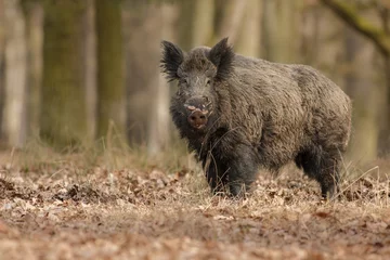 Fotobehang Wild boar/wild boar © photocech