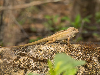 Brown Anole