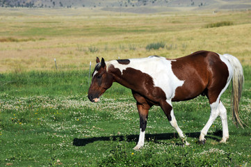 Obraz na płótnie Canvas Horse, with four blaze feet, walks across pasture in Paradise Valley, Montana.