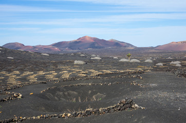 Vineyard in La Geria