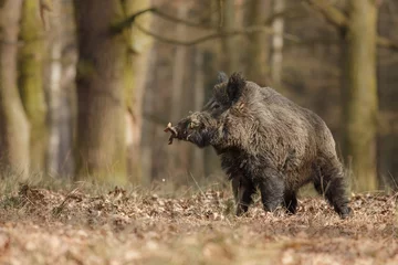Fotobehang Wild boar/wild boar © photocech
