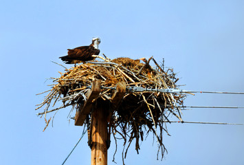 Protected Osprey guards her nest at the top of a telephone pole in Paradise Valley, Montana.