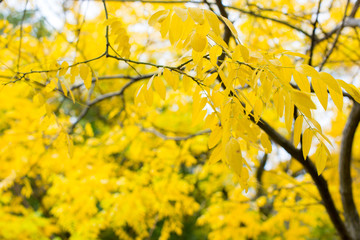 Vibrant yellow coloured acacia tree leafs. Golden Autumn colors