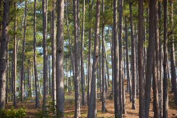 pine forest in Vietnam