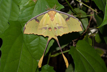 Close-up of a Madagascar Moon Moth (Argema mittrei) also known as a Comet moth is an African moth,...