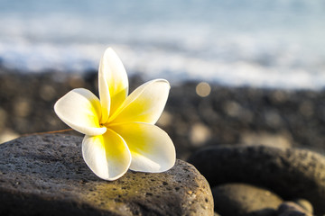 Fototapeta na wymiar fleur sur la plage
