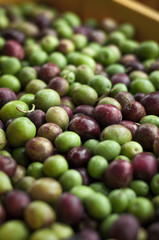 Olive a Novembre