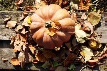 Orange pumpkin in autumn background