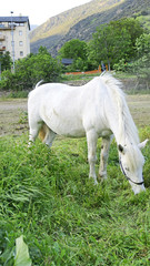Caballos en la montaña