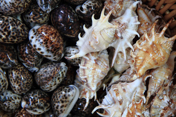 sea shells background