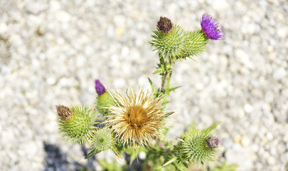 Flora del parque natural de El Garraf, Barcelona